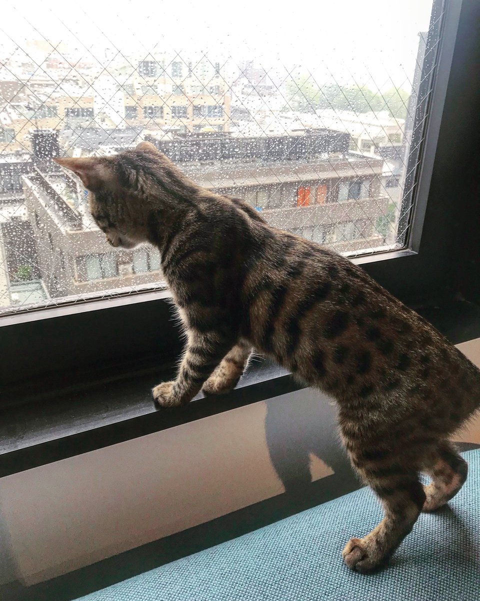 FunkyCorpLtd's tweet photo. Rainy season is great when you don't have to go outside.
#lifeatfunky #officecat https://t.co/bp6DTHaTFT