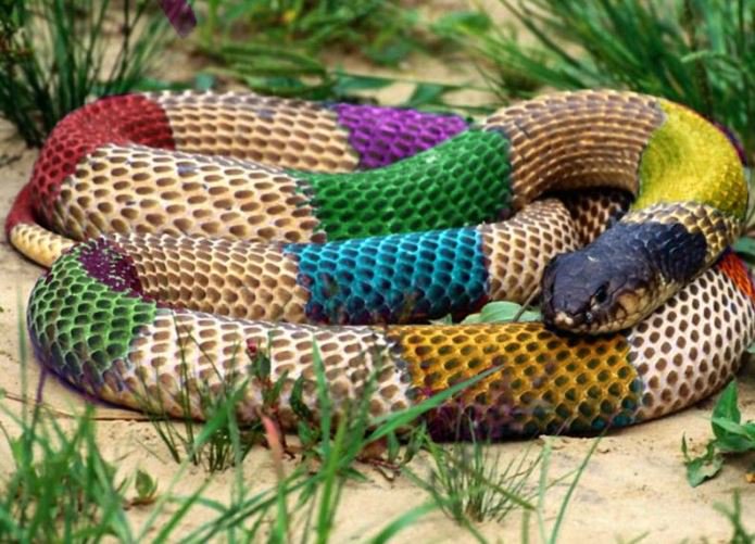 MaasaiSafaris's tweet photo. Today being the #WorldSnakeDay,
We are going to share some mindblowing facts about snakes on this THREAD https://t.co/30xT7hzcSq