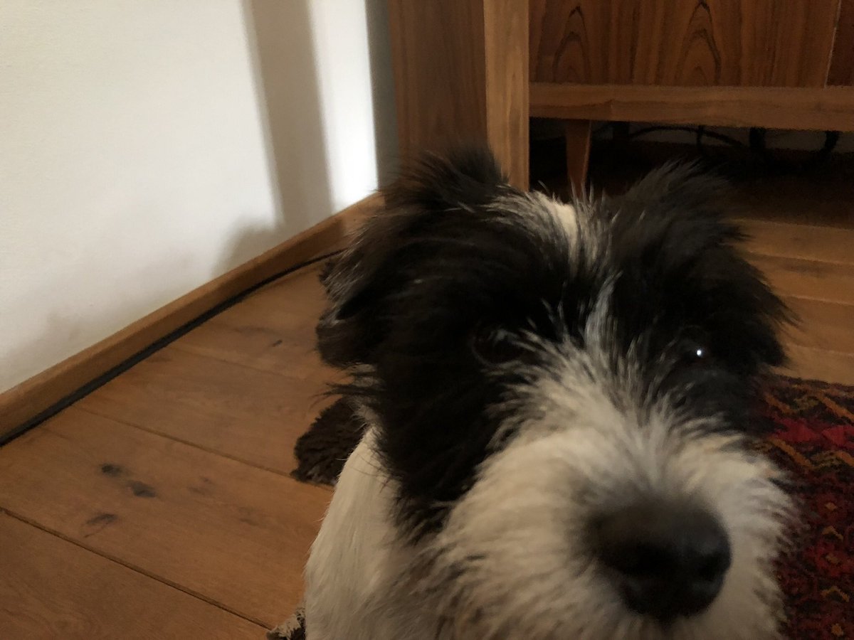 Reg the Parson Russel Terrier tweet media