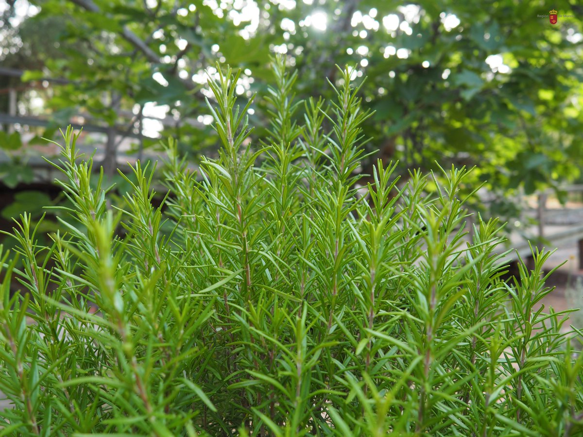 Algunas plantas de #ElVallePR se protegen del calor utilizando sus aceites esenciales😵😍😊 Por ejemplo el #romero 💚
