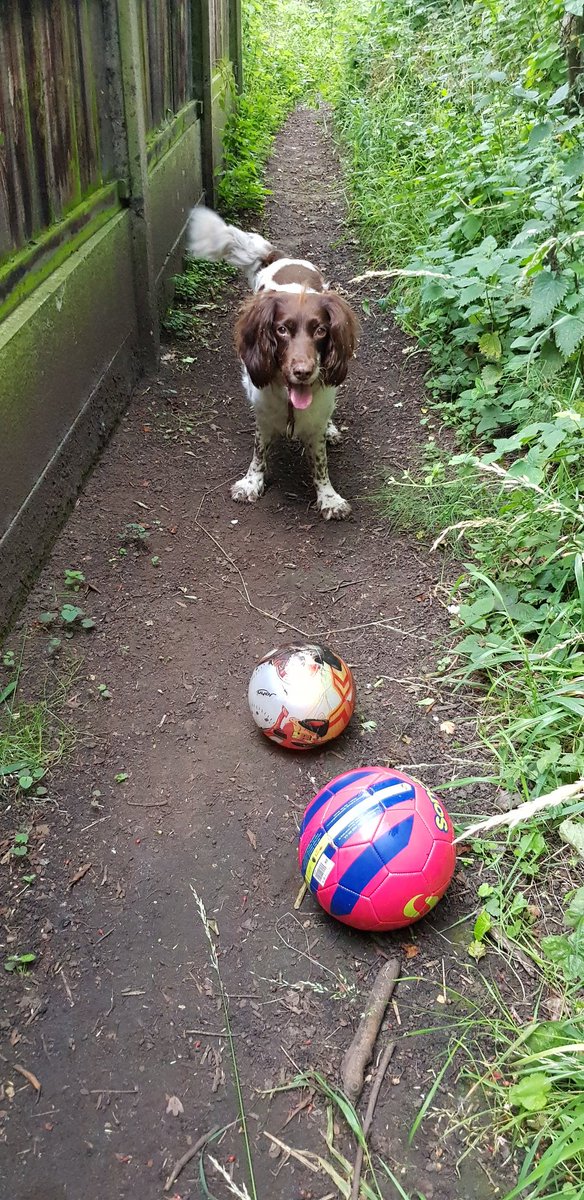 animal_amb_andy's tweet image. Cracker excelled himself this morning finding not one ball to play with but two #expertfinder