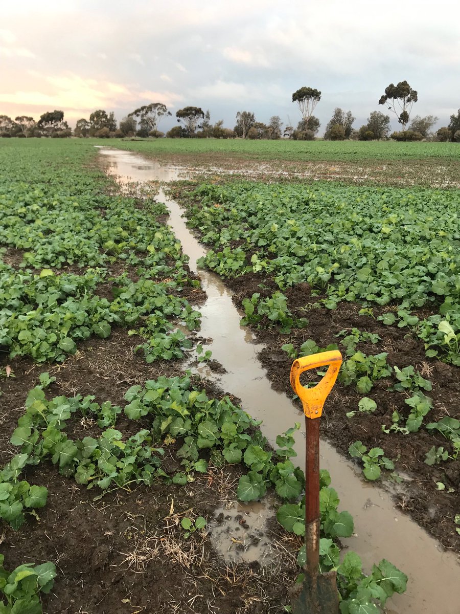 Spent a fair bit of time on the trusty spade recently. We buggared up on the cut depth plus my tramlines..fall into crop..lost canola. #itsbloodywet #canolacreepingdeath