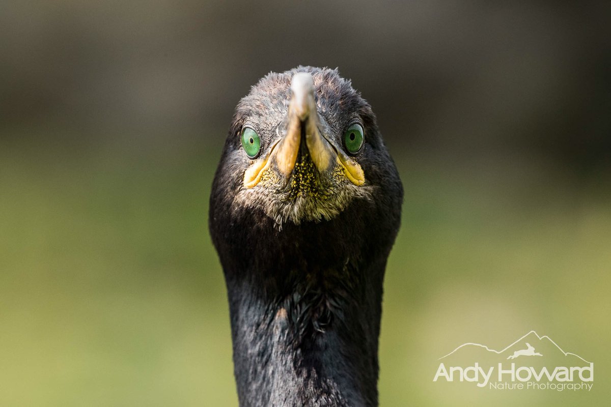 highland_andy's tweet photo. Heads up everyone!
Our 2020 Mull Photo Tours are now available for booking, places are (genuinely) selling fast, don’t delay if you would like to join us.
#puffins #whitetailedeagles #otters #funandhumor #photographytuition #pluslotsmore #lunga https://t.co/4OReTCuMKx