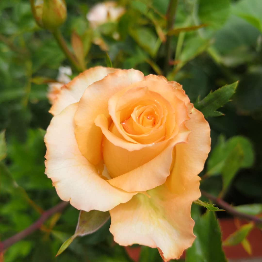 Bhargo_LuzM's tweet photo. good morning my friends #HappyWednesDay #instaflover #instaflovers #Flowers #naturephoto #Macrofotografia #photography https://t.co/3e10ZDAqiC