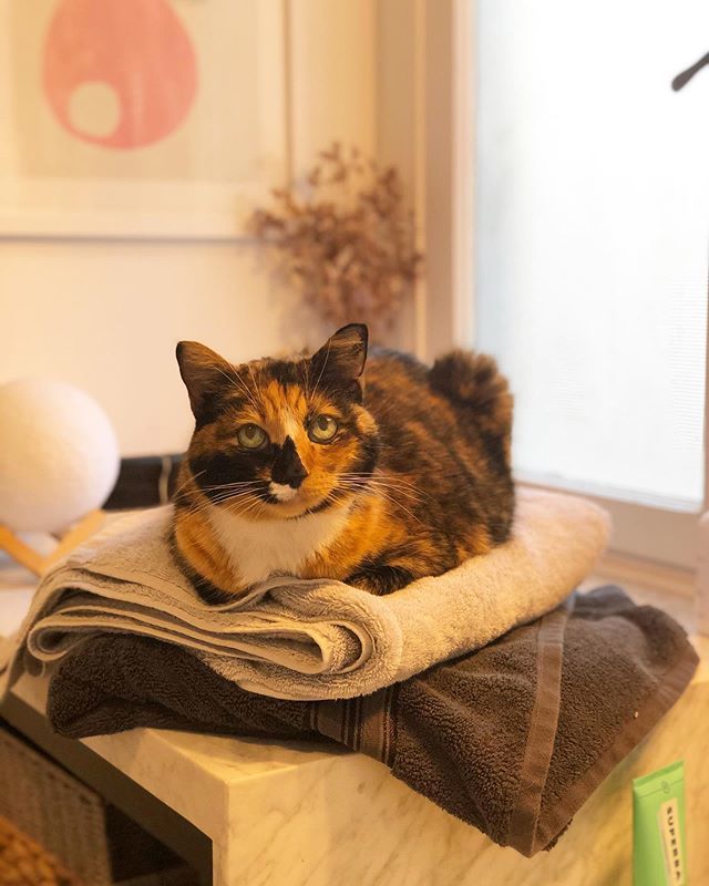 veryfinehouse's tweet photo. Clean towels. Thanks Tazo.
#catsofinstagram https://t.co/g0Cw1AVJQ6 https://t.co/Nj3ekZgrMY