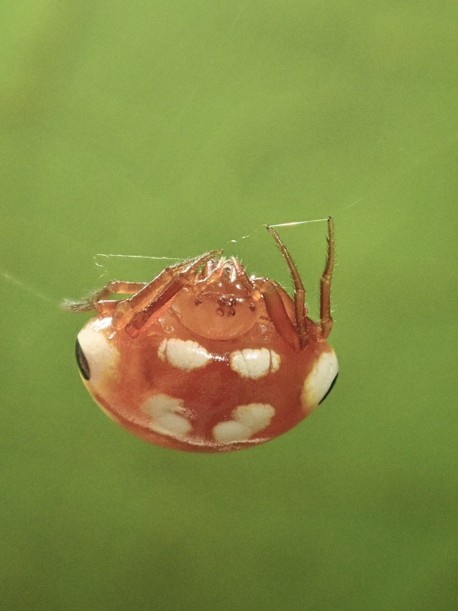 O Xrhsths 九大生研クモ班 Sto Twitter クモ班一年がi山にて発見したアカイロトリノフンダマシ 形 生態ともに不思議な 魅力溢れる クモである く 羨ましいぃ 班長心の声