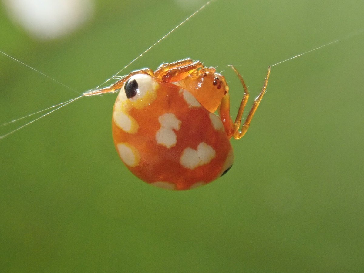 O Xrhsths 九大生研クモ班 Sto Twitter クモ班一年がi山にて発見したアカイロトリノフンダマシ 形 生態ともに不思議な 魅力溢れる クモである く 羨ましいぃ 班長心の声