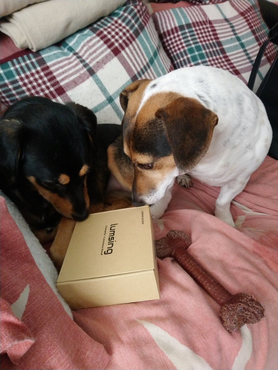 BorderlandCally's tweet photo. Who needs toys when you can play with a box.... Nothing much wrong with the Brunomeister @GaladhrimOf if he's pinching his favourite things 😂
#destroyerofboxes #cheaptoy #littlemonkey https://t.co/PPlfjeAqG4