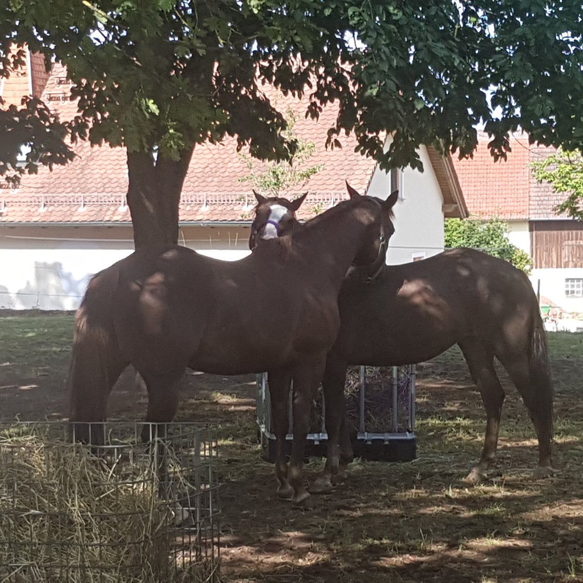 PerformanceVF's tweet image. Morning bathroom routine... someone's happy to have her friend back!

#GoodNewsTues #marepower #whoneedsguys #morningwash #BFF