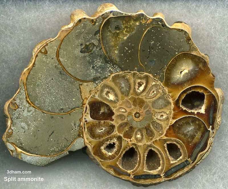 But I don't think that now either. Again, the tweet that  @davidwcpf sent me mentions "Ammonites". I looked it up and they seem to be fossils of an extinct type of mollusk.