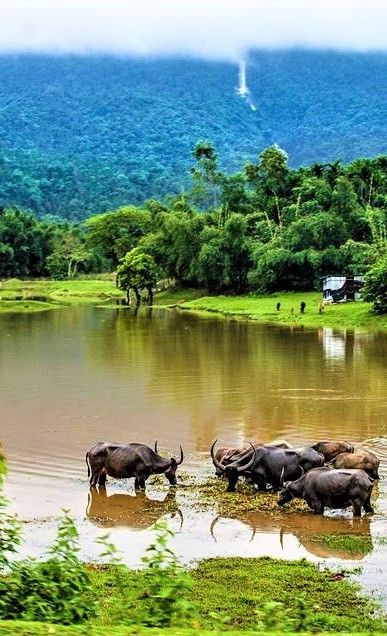 AzimZaifa's tweet photo. Incredible Bangladesh series
Photo-1 Jafflong, Sylhet, #Bangladesh 
Photo-2 Twilight at Bellai Bill, Rajendrapur https://t.co/3lmWWo5zmI