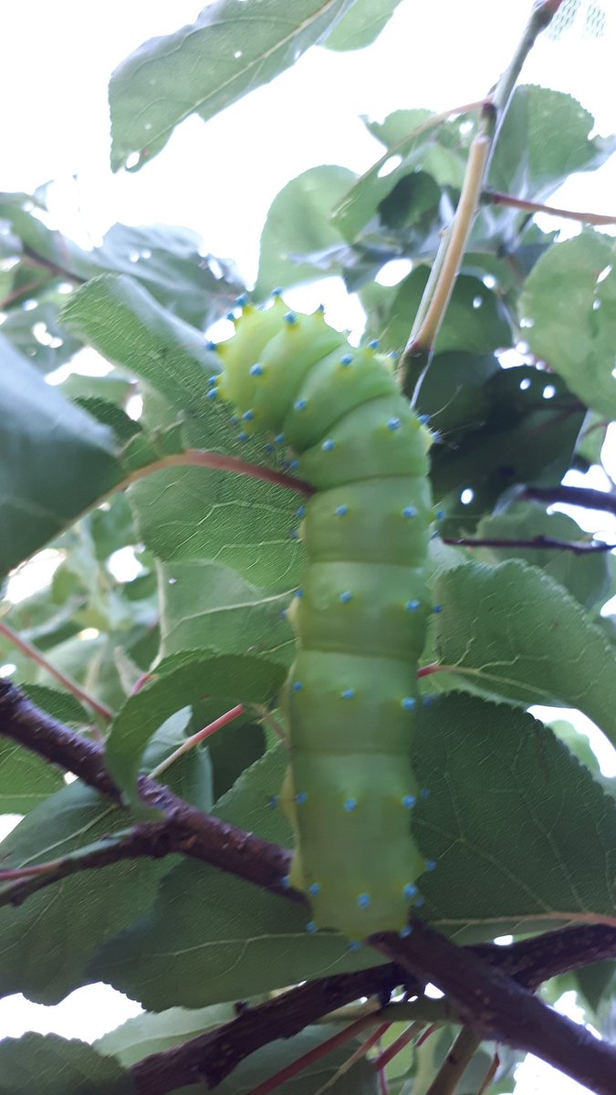 🐝Notre chenille a bon appétit ,elle devient bien dodue et se prépare à tisser son cocon 🦋