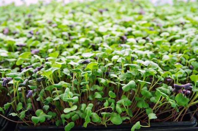 NEW STUDY: shows 73% of growers implemented or modified at least one food safety practice since attending a PSA Grower Training. With the right information #farmers can make the right #foodsafety choices! #learntogether #growtogether 🍉👨‍🌾👩‍🌾 bit.ly/2YDSOMY