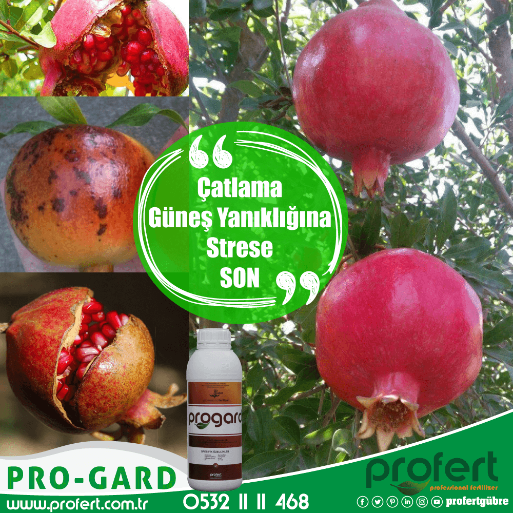 Profertgubre's tweet photo. Nar'da Progard kullan; Çatlama, Güneş Yanıklığına, Strese SON ver.
📲0532 11 11 468
🌍https://t.co/rqLQpXwnXB
#profert #profertgübre #profertfertilizer #nar #çatlama #güneşyanığı #stres #Progard #salı #nupelda #meyvecilik #antalya #izmir #agro #agriculture #çiftçi #tarım #ziraat https://t.co/KJCcLZHii4