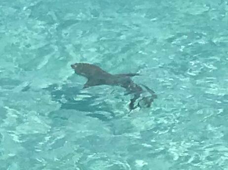 ebomc's tweet photo. Nice drink of fizz for breakie then jacuzzi followed by spot of snorkelling #lovinglife #timetogetdrunkintheMaldives https://t.co/ibJJOwD2B6
