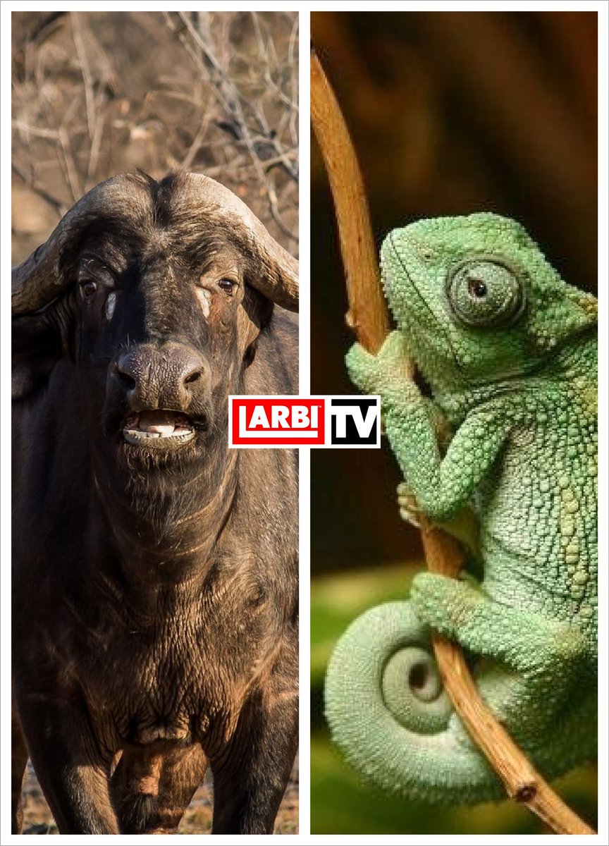hellomrlarbi's tweet photo. IS THIS HOW THE BEEF IS LOOKING NOW @buffalosouljah1 🔥 @kamelyeon #showbizagenda @sambahflex prd by @NiiAshley1 
LET'S WAIT AND SEE #larbitv 📺
#hellomrlarbi #AuntieNikoWaakye #LarbiTV https://t.co/yX89g15vdY