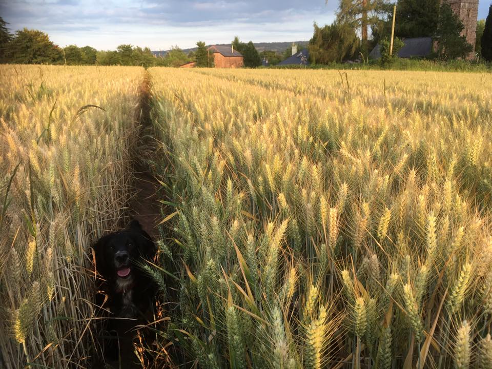 WeAcceptPets's tweet photo. Runnington Cider Barn in #Somerset is the perfect break for any occasion. West Apartment sleeps 2 & is perfect for a #romanticbreak or the Cider Barn sleeps 10 & is great for a #groupgetaway.
Accepts 🐶
https://t.co/RJeRO1VhLX
#Runnington #Wellington #DogFriendly #VisitSomerset https://t.co/PQ2QE8poRD