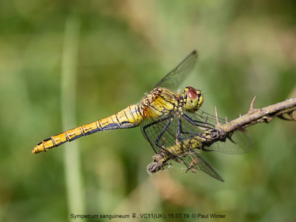 Looks like it's going to be another good year for Ruddy Darter (Sympetrum sanguineum) at Baddesley Common and Emer Bog HIWWT @BDSdragonflies #dragonfly