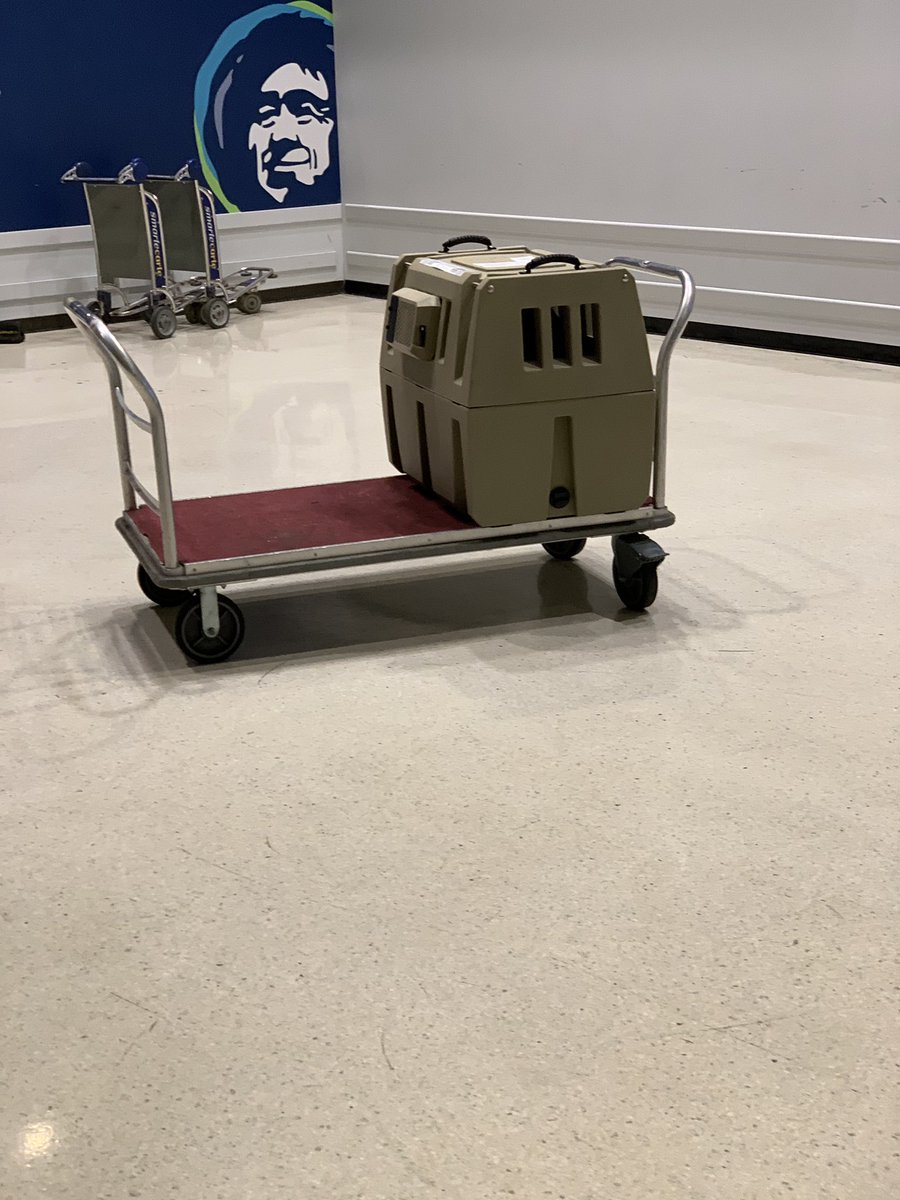 Dog in tiny plastic crate on rolling cart