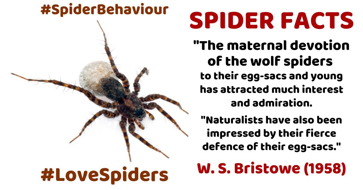 DrRichJP's tweet photo. Many spider species exhibit remarkable maternal care. Wolf spiders (Lycosidae) are a fine example. From the excellent care they give to their egg-sacs to the way they carry their spiderlings, the behaviour of these spiders is worthy of admiration. #LoveSpiders #SpiderBehaviour ๐ท๏ธ https://t.co/42RU4jyN5n