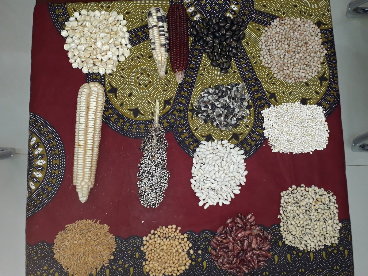 MusambaClint8's tweet photo. Caritas Zambia in partnership with University of Zambia, PELUM Zambia and Rosa Luxemburg Shifting held the first ever symposium on 'Politics of Seed Sovereignty'.The question is who holds the power to seed we grow and the food we eat?@caritaszambia @EKangamungazi https://t.co/F6xmegh0i4