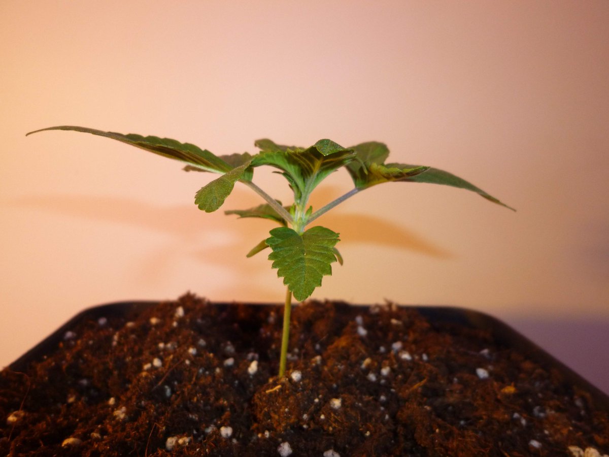 StephandjoG's tweet photo. #sourmelon from Mantis Genetics
(Sour OG x Lucille's OG S1)
Vegetation day 14. 7l pots.
Unfortunately one plant died during the first week π
The second one seems ok π
#growdiaries #growdiary #mantisgenetics #growyourown https://t.co/OQ7jhbWwjV