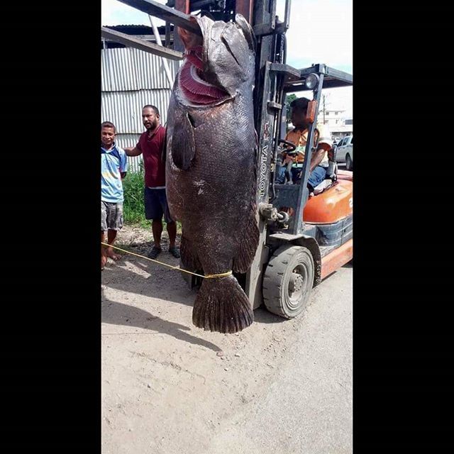 What a Catch!!! Its not every day you need a forklift to carry your Fish.🐟🐟. .
.
.
#fishermanslife #fishing🐟 #prilaga #papuanewguinean #fishermanvillage #fishermanswarf #fishingphotography #fishingspot #fishinglovers #fishermans #fishing🎣 #fishinglur… ift.tt/32vtSdd