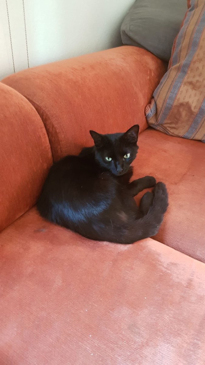 Baghera__Jones's tweet image. Mon chat Luc a disparu juste après un déménagement, à cause d’une fenêtre deffectueuse. Si vous pouviez m’aider à le retrouver ce serait fou. C’est un mâle noir, castré, pucé, disparu au secteur Sabines à Montpellier. MP si infos