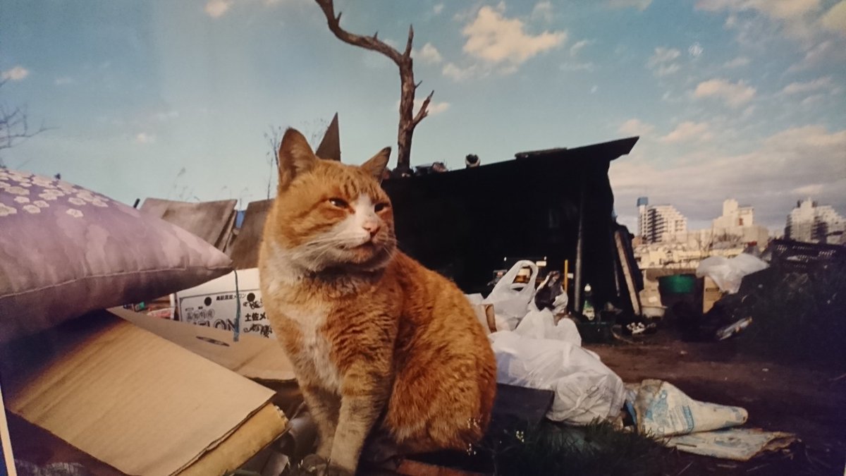 ますむらひろし展 アタゴオルfor多摩ねこ基金 新宿berg 19年7月 12ページ目 Togetter ますむらひろし展 アタゴオルfor多摩ねこ基金 新宿berg 19年7月 12ページ目 Togetter