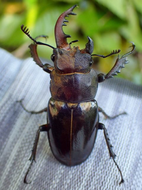 しんせい カブトムシとかクワガタの雌雄混合体を見て私はユベルを思い浮かべた
