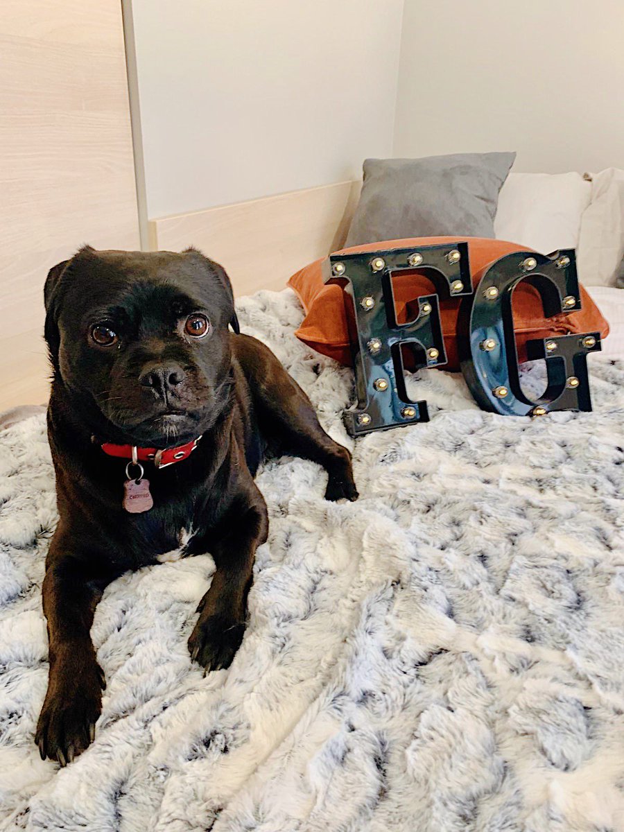 futuregenliving's tweet photo. Introducing Yogi, part of our team down in Sheffield
Yogi's favourite game of thrones character is Ned Stark (played by Sean Bean, Sheffield born and bred)
Yogi can't wait to meet all the new Steel City residents, if you haven't already then contact us to book your room today https://t.co/XPkTWGhnSm