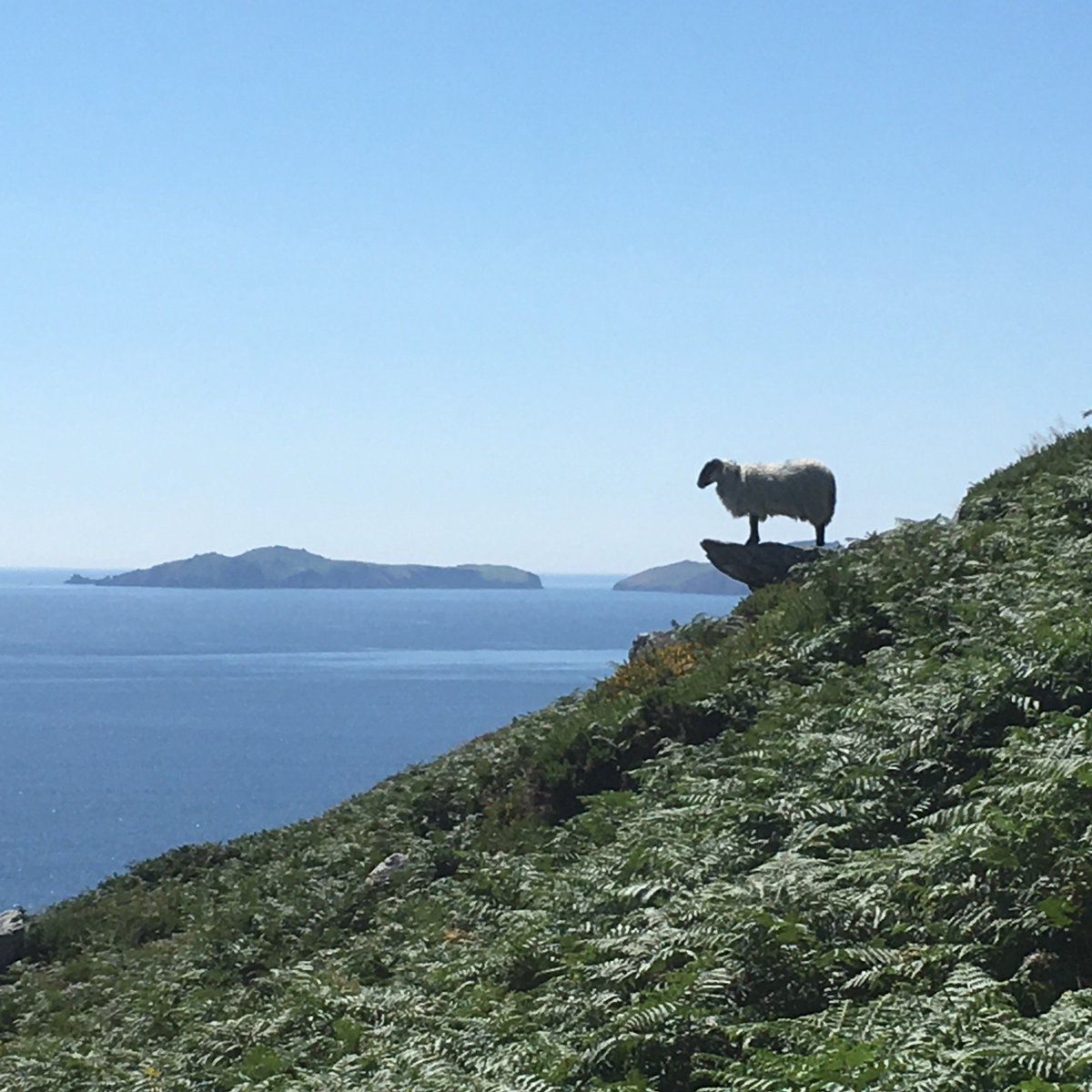 Brand new Patron of the #TriforcePodcast. Long time listener/Yognaught but absolute virgin Patron. Listening on a hike in #DingleBay Ireland where this sheep is begging for a gravity jugging @YogscastLewis @PyrionFlax @Sips_