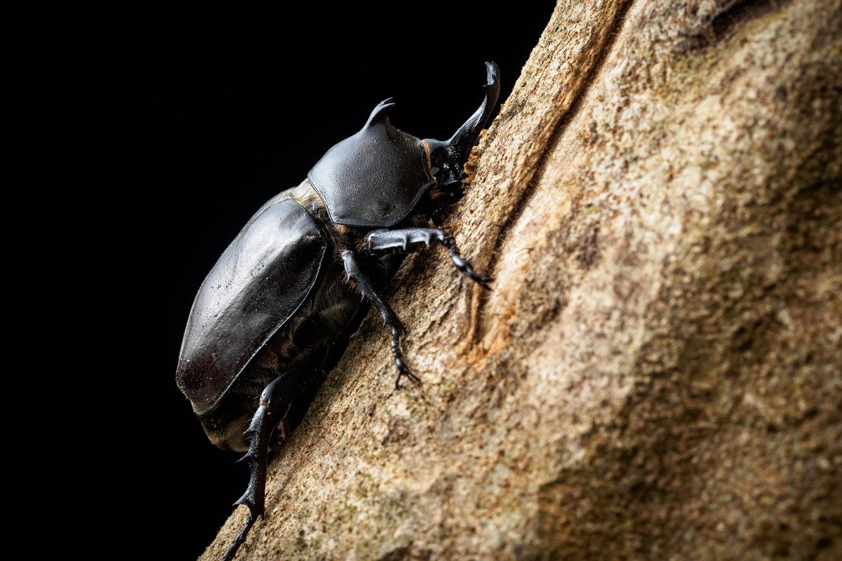 Akira_Hsu's tweet photo. [ 黒い カブトムシ ]

#每日一微 #Olympus #PENF #PENFLens #6028macro #700WR #M43 #Taiwan #Macro #Allomyrina #dichotoma #Rhinoceros #beetle #台湾 #マクロ #カブトムシ #台灣 #獨角仙 #甲蟲 #microfourthirdsgallery #カメラ好きな人と繋がりたい #ファインダー越しの私の世界 #東京カメラ部 https://t.co/kZ7QfSCoOM