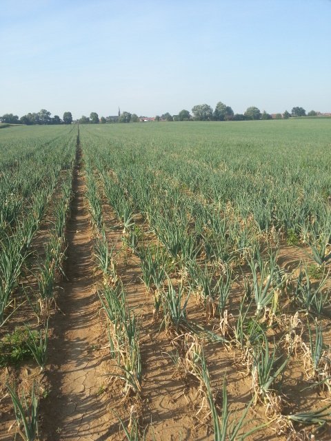 Koppert_France's tweet photo. Koppert partenaire de la journée #oignon #Seminis experience. C’est à Bazoches en Dunois, le 22 aout 2019. Plus
d’informations auprès de @GeraldSurena et Jean Robert Maillochon qui vous présenteront notre gamme
#biosolutions oignon https://t.co/uJR5ZrQJ0D https://t.co/LDA6lT5nEk