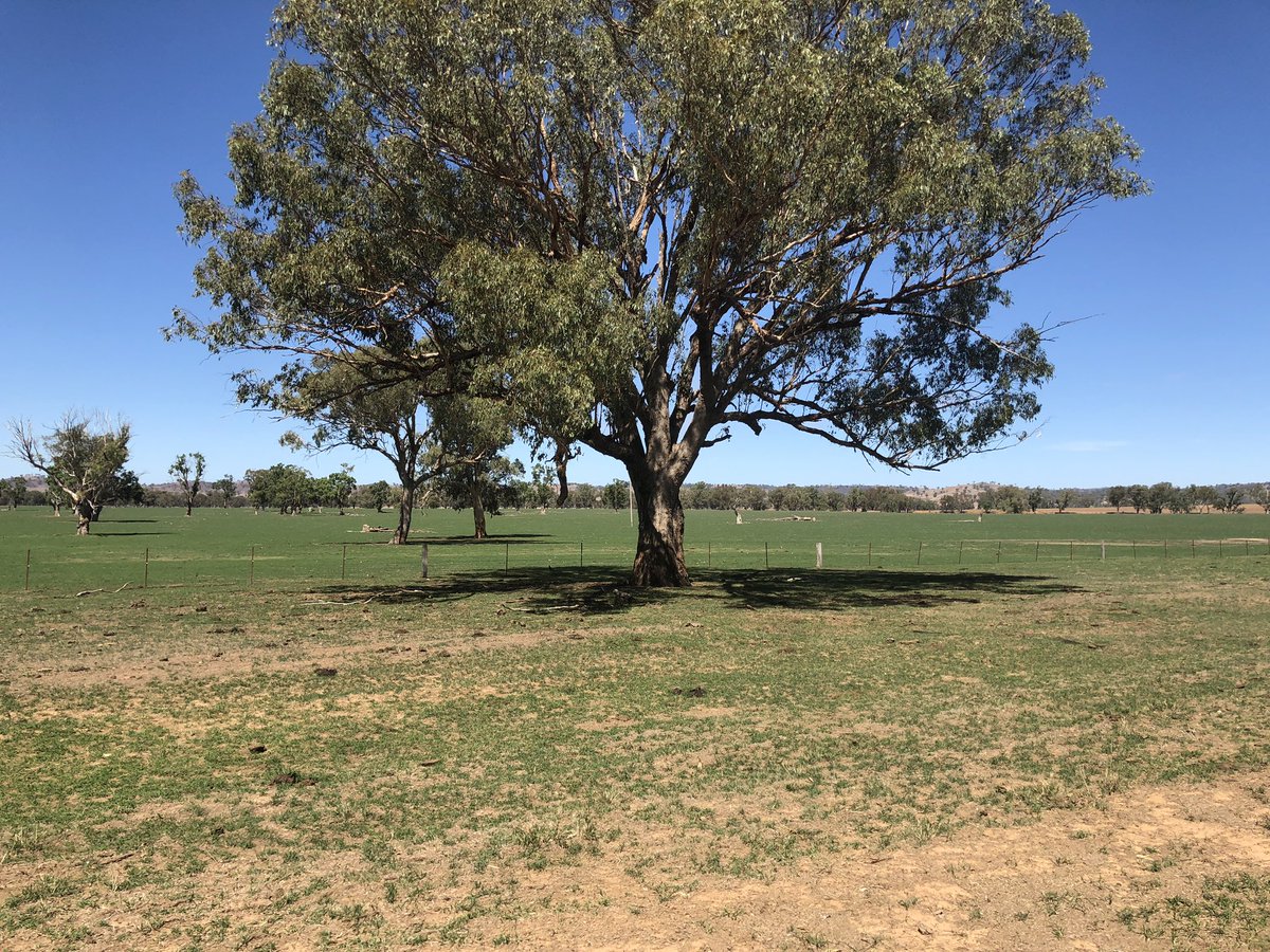 ANZ Seeds of Renewal: frrr.org.au/grants/ANZ-see…  #ANZ  Supporting Regional and rural not-for-profit community groups #resilience #community <a href="/petamiguel1/">peta miguel</a> <a href="/Namoiwater/">Namoi Water</a> <a href="/jasamine12/">JG</a> <a href="/GeorgeFarmerAU/">George the Farmer</a>