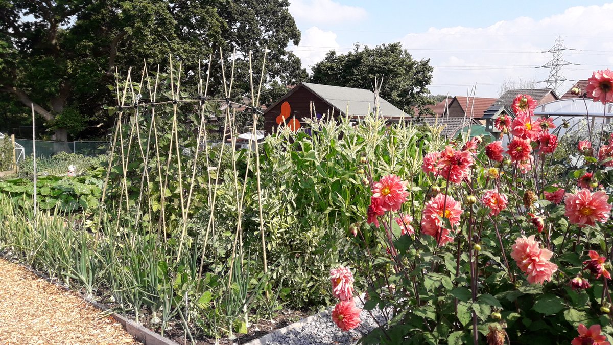 Beautiful morning at the Badger's Brook allotment. Everything growing well and already picking our first produce. 
#BadgersBrookAllotment #GreenFlagSite #meaningfulactivity #mentalhealthOT  #gardentherapy #greenfingers @SwanBay_MH_OT @SwanseabayNHS @ot_roberts