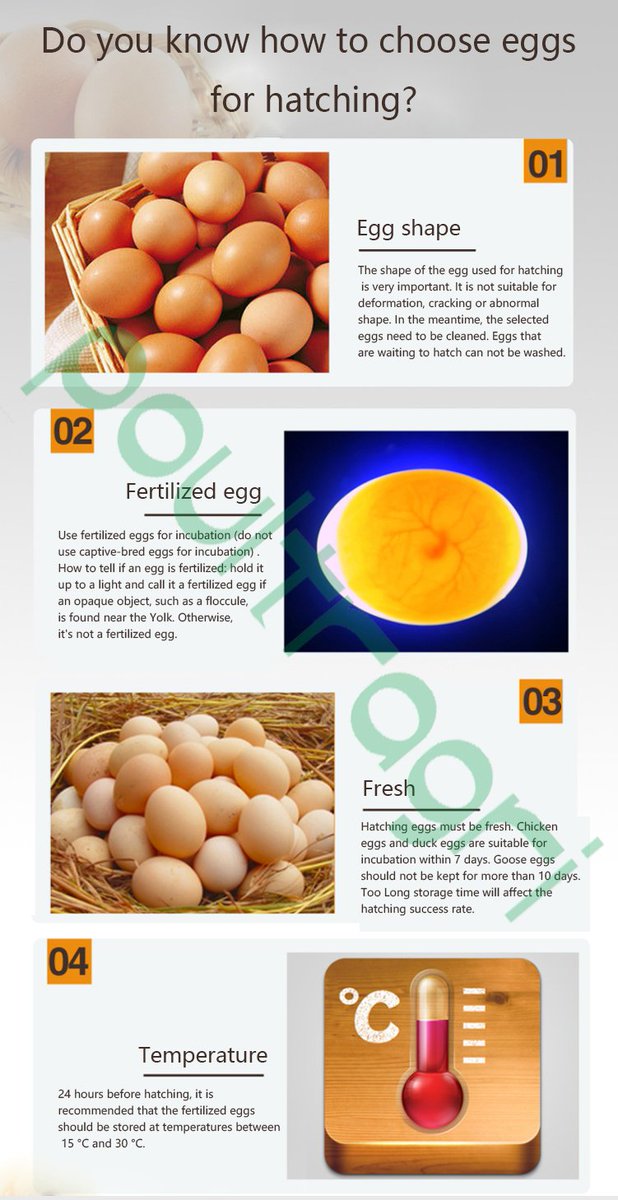 poultragri's tweet image. Do you know how to choose eggs for hatching? 
poultragri.com

#poultry #chicken #duck #goose#quail #pigeon #bird #eggs#eggincubator #eggincubators#eggincubatorhatcher #eggincubation#incubatingeggs #eggsincubator#egghatched #egghatcher#egghatching #poultryfarming#poultry