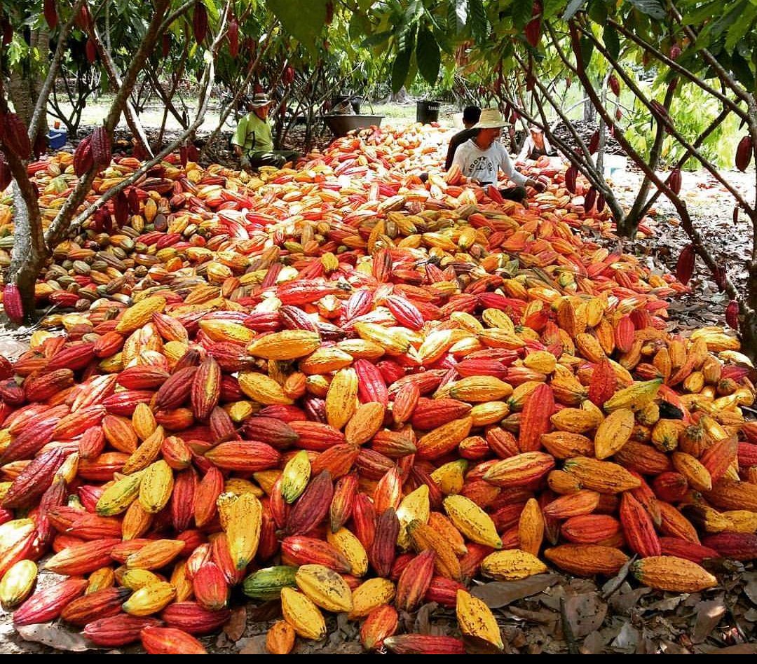 Sabías qué... <a href="/fedecacao/">Fedecacao</a> <a href="/Fedecafeteros/">Federación Nacional de Cafeteros</a> a través de #Agrocafé y <a href="/Colinagro_Col/">Colinagro S.A</a> se unieron para lanzar #Agrocacao, como resultado de la #Investigación conjunta de los #SuelosCacaoteros. Estamos #UnidosPorElAgro