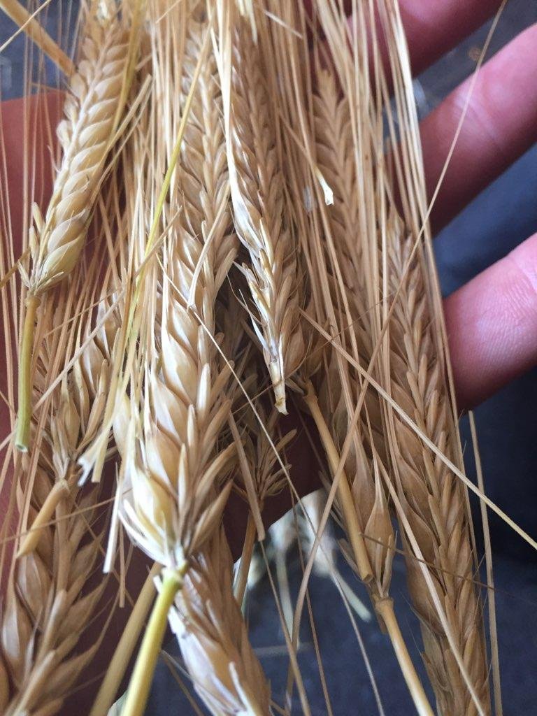 jimmypotsandpan's tweet image. SLOW grains + NYC brewers choice  is tmrw Brooklyn.  fields of grain @ILFCiderBrewery #nystate #localmalt 
"some pics...we're in the heat of the barley and oats season with hemp and hops right around the corner in August/Sept. "
Tickets at nycbrewerschoice dot com