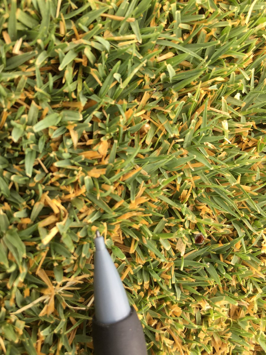 MatteH2O's tweet photo. Does anybody recognize this as a disease? On Bermudagrass, showed up almost overnight. It’s been pretty hot and dry. We have nematodes issue but area is constantly treated. Taking a sample to our @NMSUPlantClinic to confirm https://t.co/uINAObHxY0