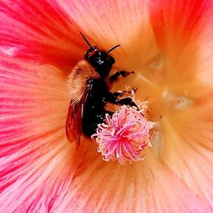 drjackdr's tweet image. #summer#bee #feeding ift.tt/2jNx1Uc