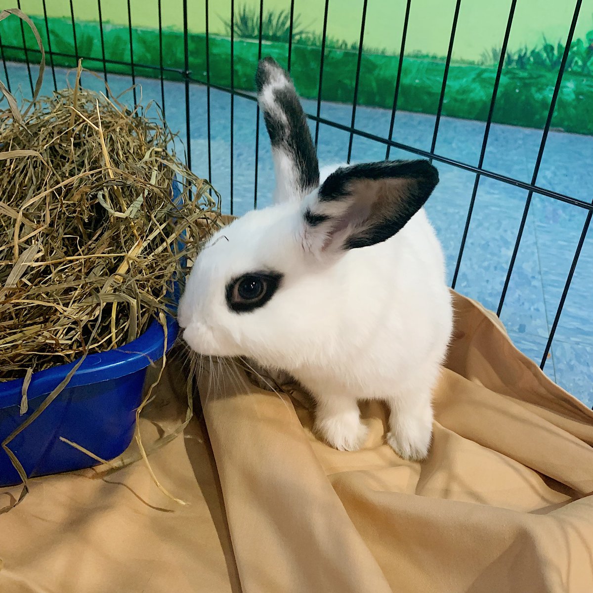 Meet Petunia! Every Tuesday the MSPCA brings an animal available for adoption to the museum for the kids to meet. She's twelve weeks old and very sweet! Stop by to see who they will bring next week! #cccmkids