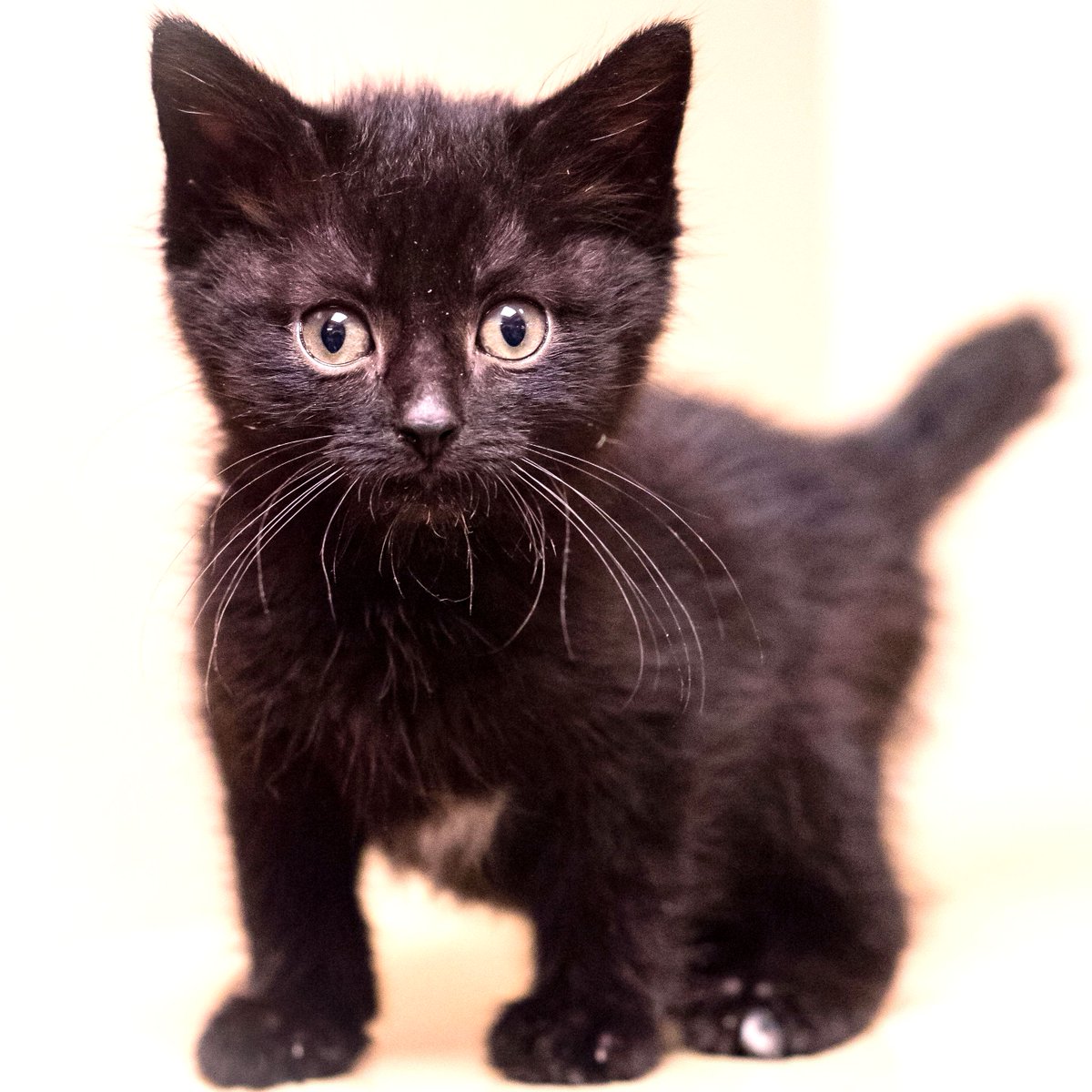 MeowMeetUp's tweet photo. Baby Panther Paisley ♥️ ♥️ ♥️ 
Little Paisley was just looking at his calendar and noticed that he's going to be busy this weekend at Meow MeetUp... wanna hang with him?  
Paisley is adoptable through Almost Home Foundation 
https://t.co/ccbsR5LNo2
#cats #meowmeetup https://t.co/otSejTcvRr