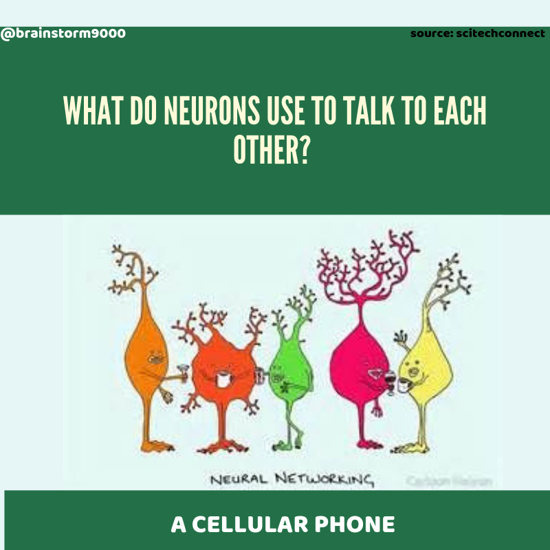 brainstorm9000's tweet photo. In honor of #nationcornfritterday here is an a-Maize-ing 
(get it?) joke about neuron communication. 🌽🌽🌽 https://t.co/uvuQIRwN9j