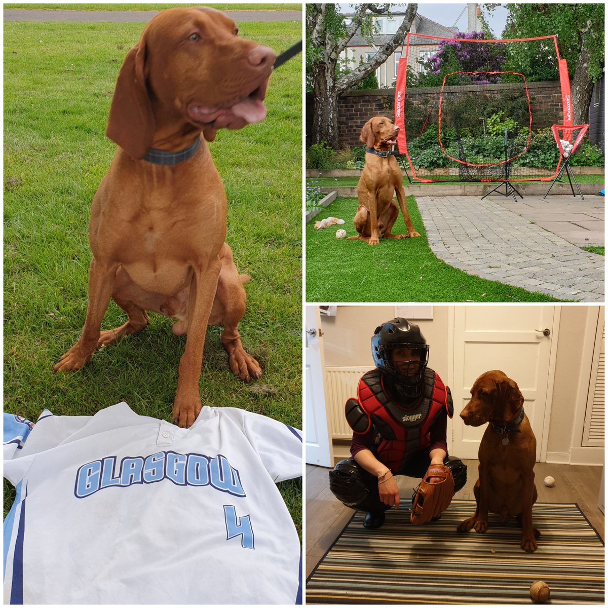 CometsGlasgow's tweet photo. @Edin_Cannons I wouldn't be so sure about that ๐ถ
#GlasgowComets #BaseballDogs @Scots_Baseball https://t.co/0UtvUs4F0L