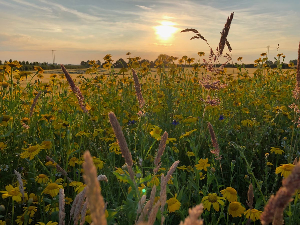 SustEnvFarming's tweet photo. Doesn’t really need words this.. #sunset 
#cornmarigold #barley #ourfarmedenvironment
⁦@CFEonline⁩ @nfutweets https://t.co/LxFMtgI3Pk