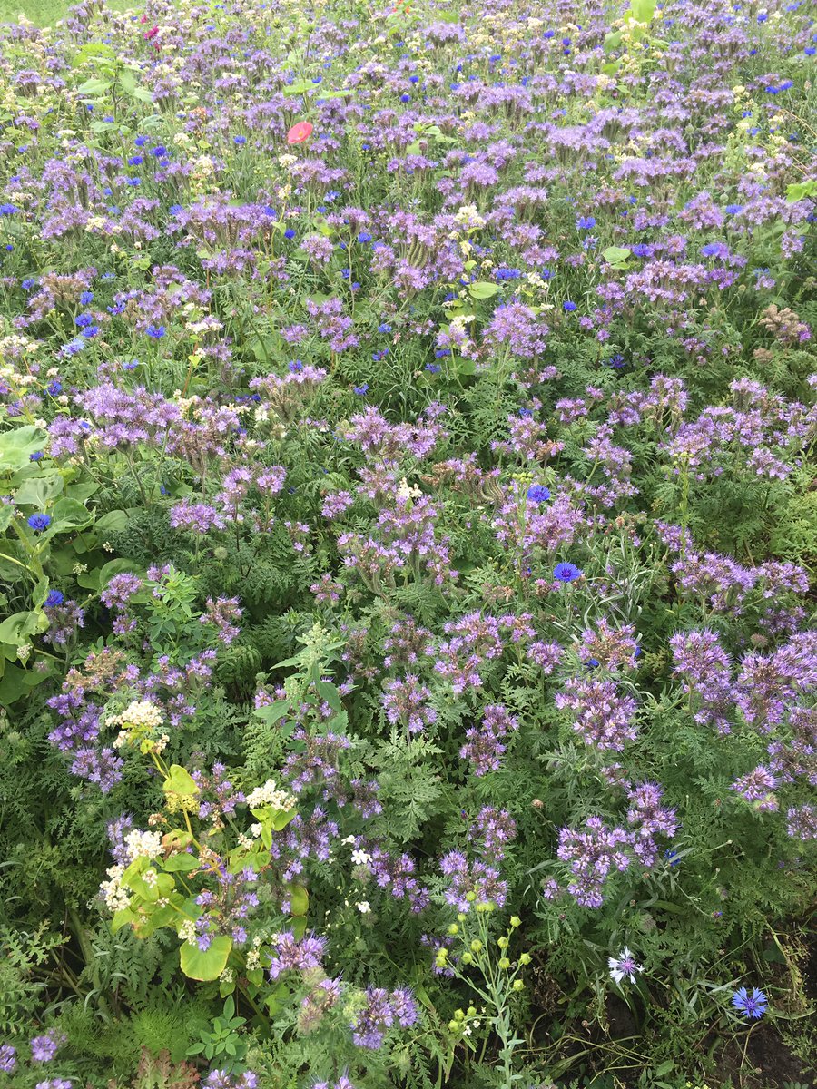 JanPaauw1's tweet photo. Bijna 2 km aan kleurige en fleurige randen sieren de akkers op de #Soester Eng. Extra aantrekkelijk voor insecten waardoor de #biodiversiteit wordt vergroot. https://t.co/dUcTwZEvDt