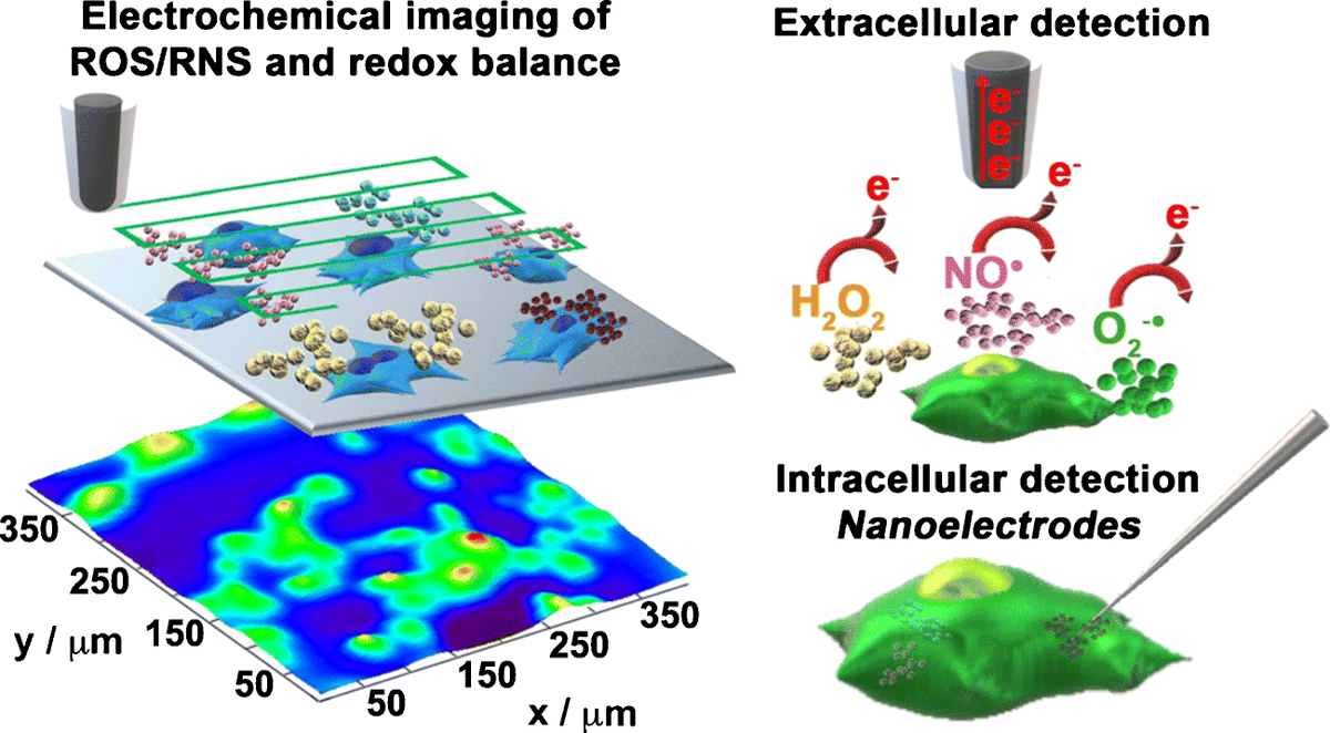 AnalBioanalChem's tweet photo. Electrochemical #monitoring of reactive oxygen/nitrogen species and #redox #balance in living #cells
by Stefania Rapino et al @UniboMagazine  @StefaniaRapino

https://t.co/p1JPkXHVzW https://t.co/Vedz9D1Y7N