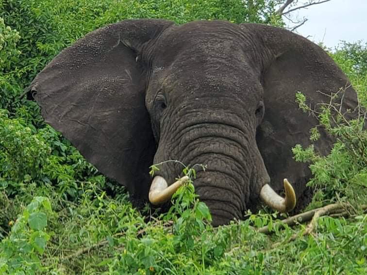 Travel with Wildlife Journeys Ltd tweet media