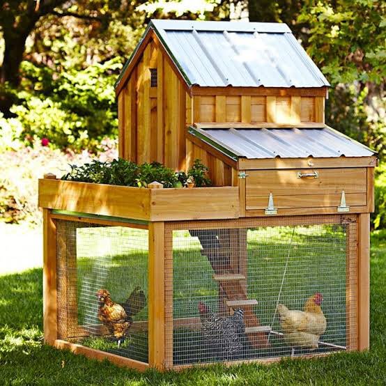 With your own dovecote or chicken coop or duck pond or goose house you will have no food waste there will be nothing to recycle and you yourself will supply the smarts. They'll keep you with fertilizer for the rest of your days and help with pest control. And they are lovable.